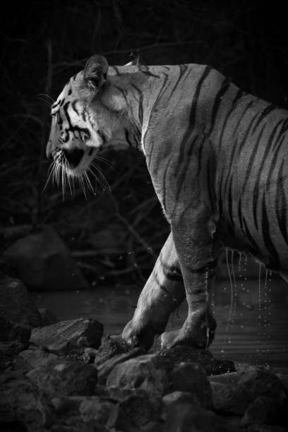 istock Bengal tiger exits water hole in mono 693289462