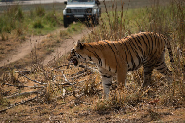 istock Bengal tiger crossing track with jeep behind 693289642