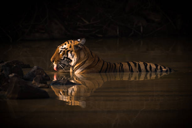 istock Bengal tiger drinking in shadowy water hole 693291522