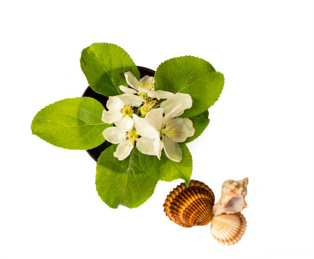 The composition of apple flowers with leaves and sea shells on white background. Flat lay