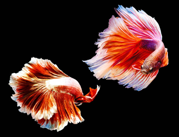 istock Two red  thai siamese betta fighting fish with Half moon shape battle isolated on black 693293644