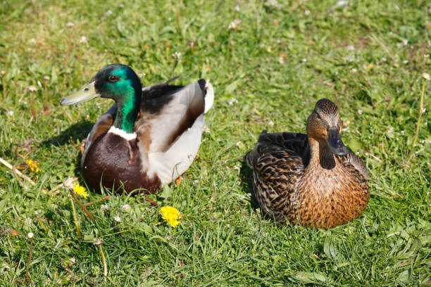 istock Ducks in a meadow , Anas platyrhynchos 693296726