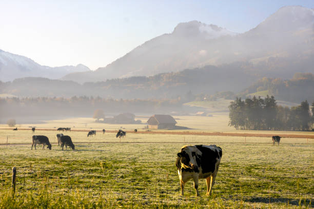 istock Morning in suisse Alps. 693297150