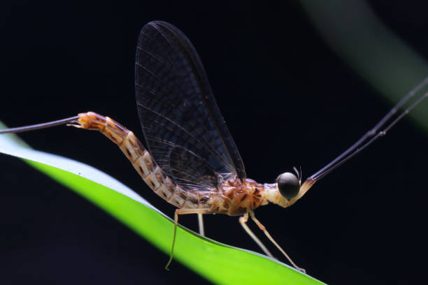 istock Mayfly in Thailand and Southeast Asia. 693297284