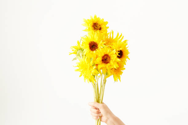 istock A lot of sunflowers 693297944