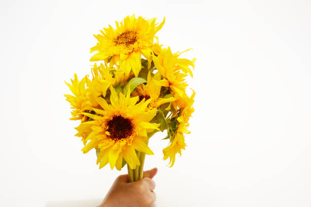 A lot of sunflowers