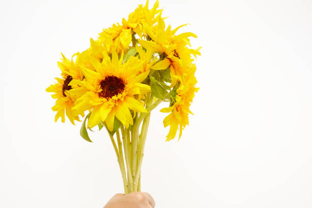 istock A lot of sunflowers 693298116