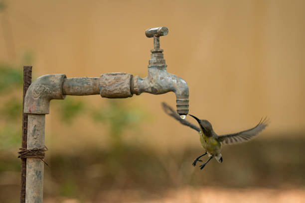istock Female purple sunbird drinks from water tap 693298168