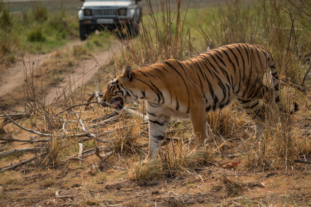 istock Bengal tiger walking in front of jeep 693298282