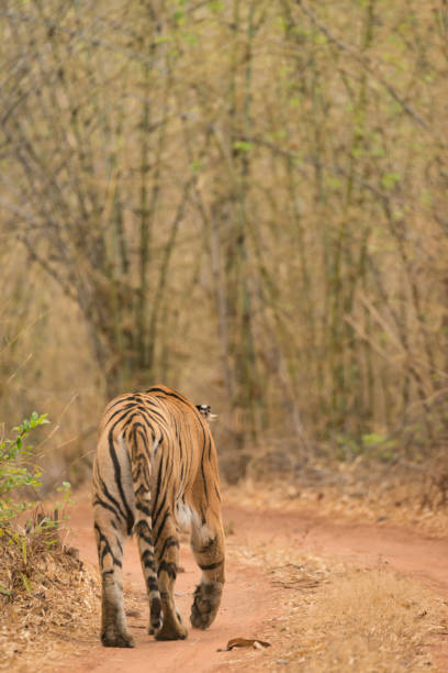 istock Bengal tiger at bend in woodland track 693300442