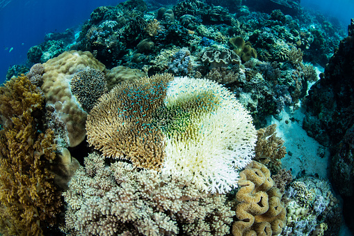A coral is bleaching in Indonesia. What is causing the bleaching in this case is unknown.
