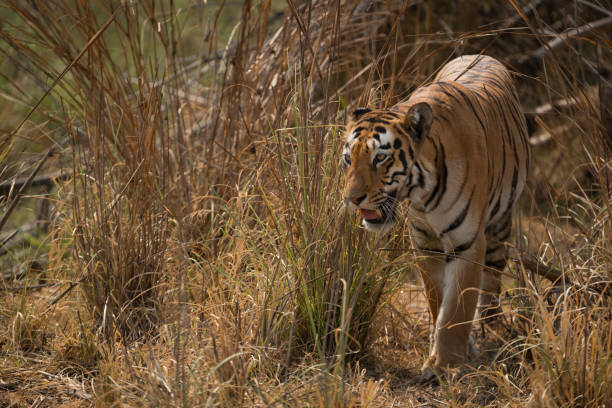 istock Bengal tiger turning left out of bushes 693300630