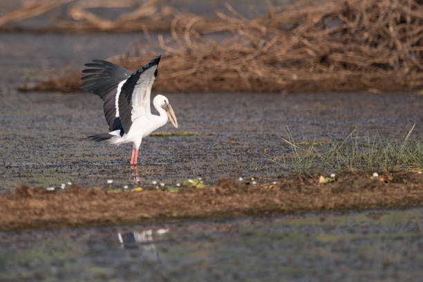 istock Asian open-billed stork stretching wings in shallows 693301096