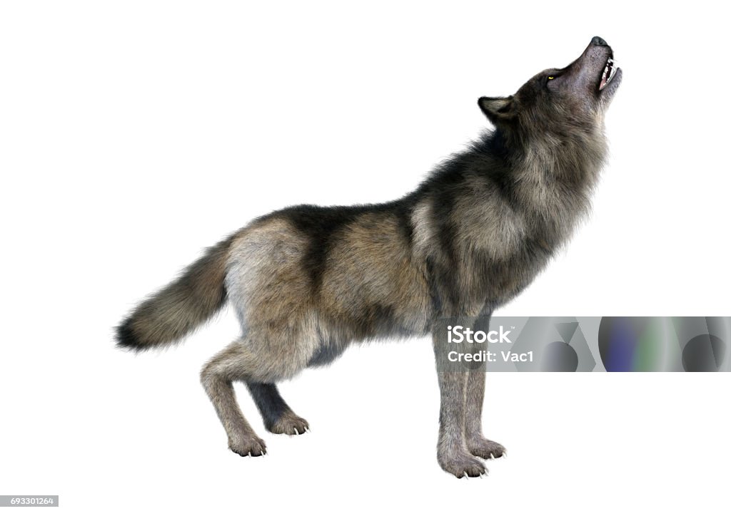 3D Rendering Gray Wolf 3D rendering of a gray wolf isolated on white background Wolf Stock Photo