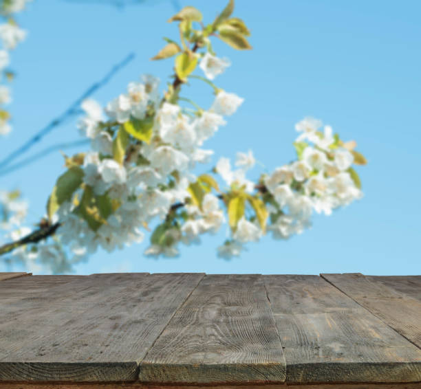 istock wood table and blurry spring garden with blooming cherries in background. Empty table for display product. 693301346