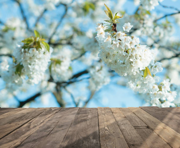 istock wood table and blurry spring garden with blooming cherries in background. Empty table for display product. 693301432