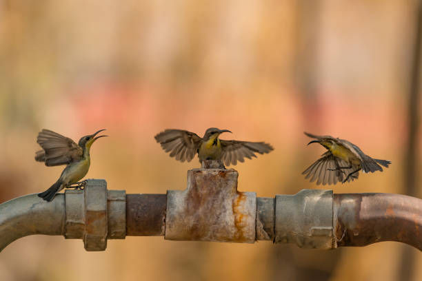 istock Female purple sunbirds arguing with each other 693304054