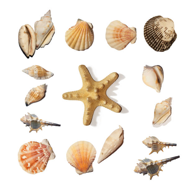 istock Seashell collection with starfish isolated on white background. Top view 693306606