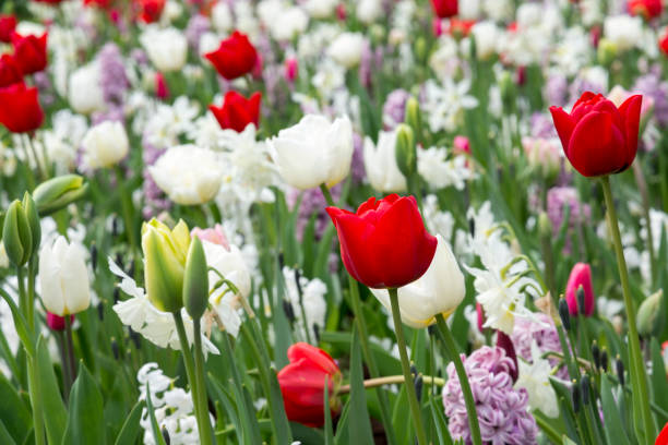 istock Tulips in Holland 693306962