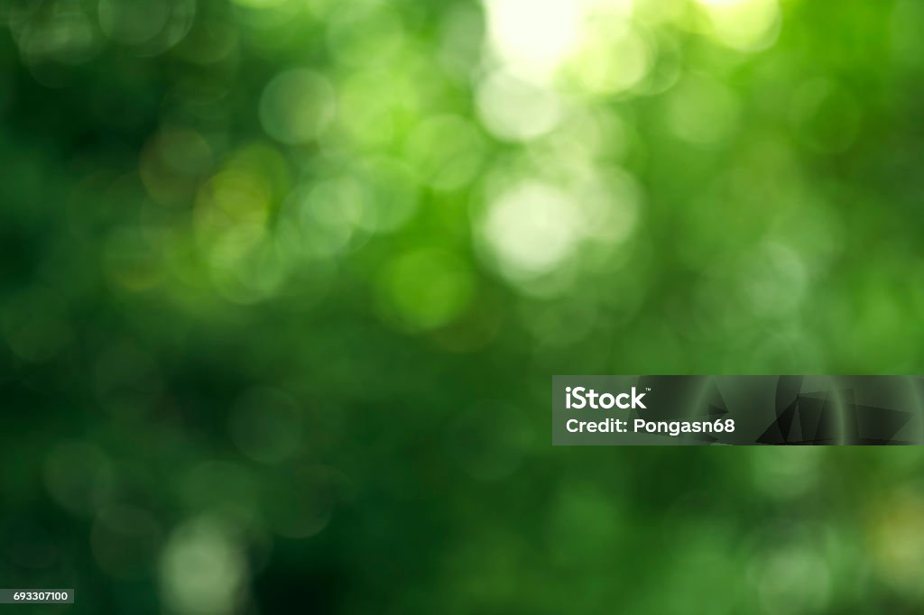 autumn bokeh background green bokeh background with circles. Summer abstract theme Green Color Stock Photo