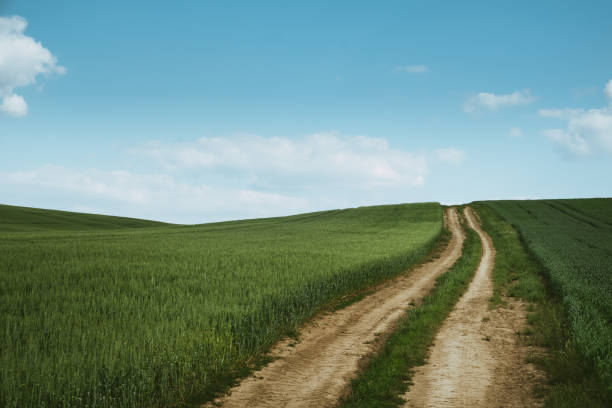 istock Dirt road across wheat field 693307106