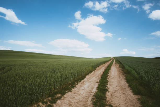 istock Dirt road across wheat field 693307156