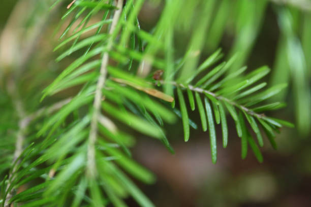 istock Young fir branch close-up of a backdrop blurred 693307904