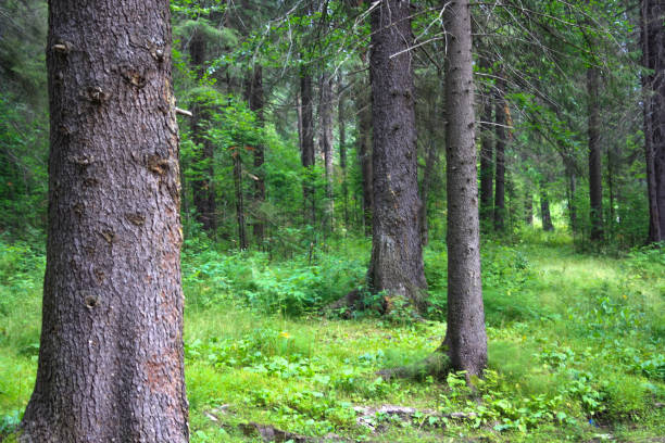 istock Old beautiful fir forest. fir virgin forest. 693307916