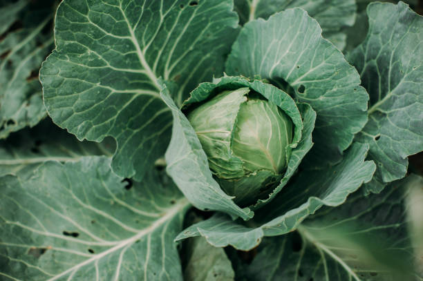 istock Green cabbage farm product on a soil background 693310376