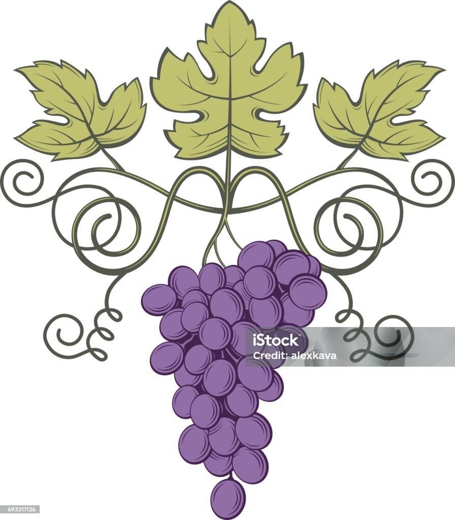 Abstract Grape Vector Grapes Bunches Image Stock Illustration - Download Image Now - Abstract ...