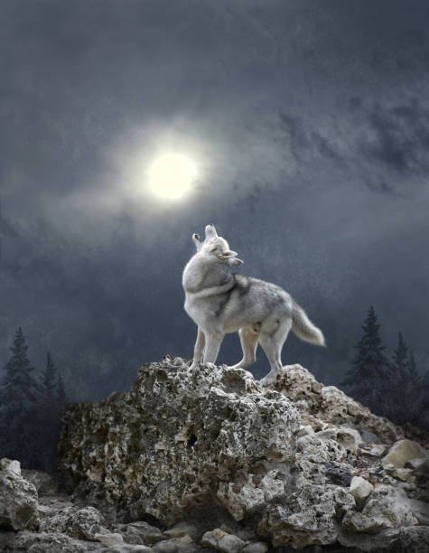 istock A wolf howls to the moon 693311522