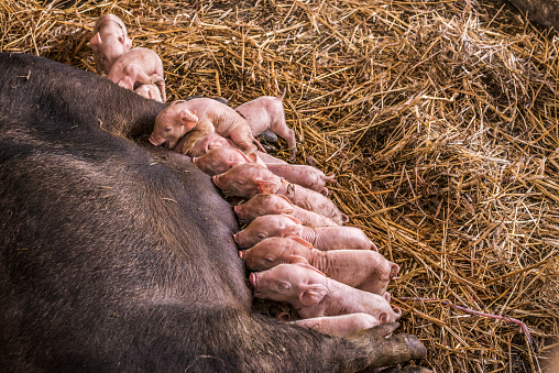Fertile sow lying on straw and piglets suckling in barn, Nursing pigs in the farm, feeding from adult female Pig