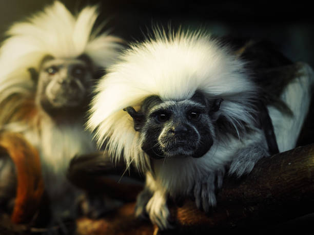 istock Oedipus Tamarin. Portrait of an unusual monkey 693317730