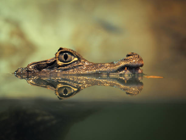 istock Crocodile face and the reflection in the water 693318540