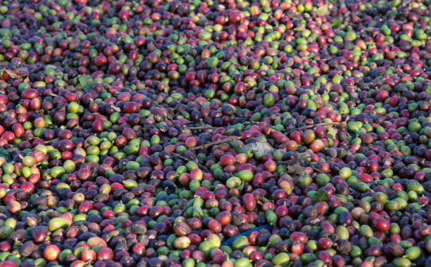 istock Freshly picked red ripen arabica coffee berries  on floor during natural drying process under sulight at coffee plantation 693318732