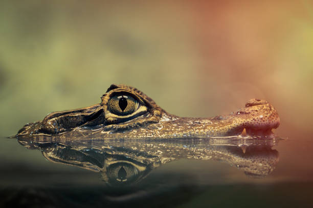 istock Crocodile face and the reflection in the water 693318734