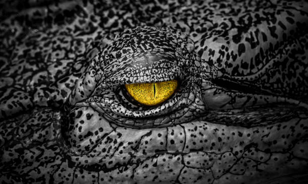 istock close-up of scary crocodile eye 693319046