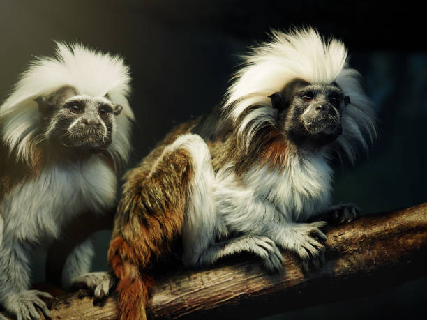 two silvery marmoset monkeys