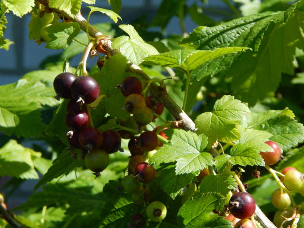 istock Fruit in the garden macro the food 693319466