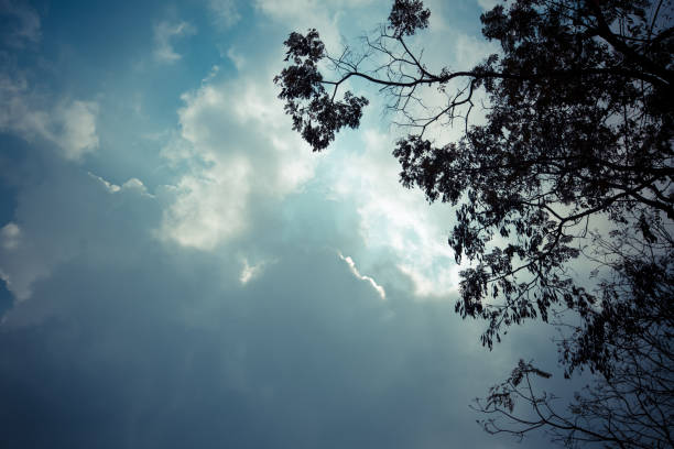 leaves on tree with dark cloudy sky