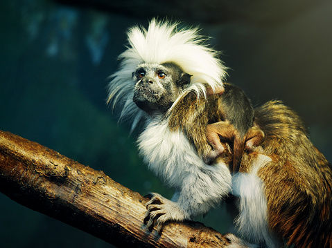 Oedipus Tamarin with a newborn baby on the back