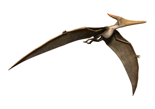 3D rendering of a prehistoric reptile Pteranodon isolated on white background