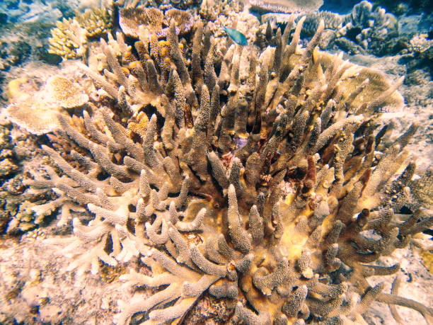 istock Coral reef in Somosomo Strait Fiji 693323086