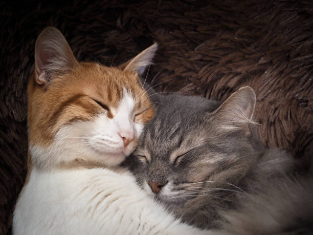 istock Cute cat under the warm fur blanket 693323522