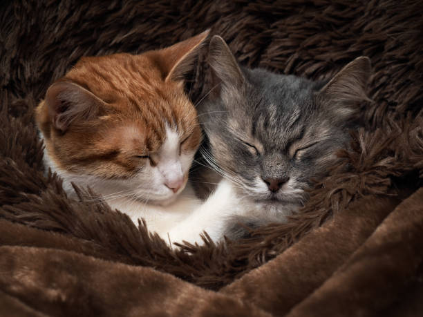 istock Cute cat under the warm fur blanket 693323882