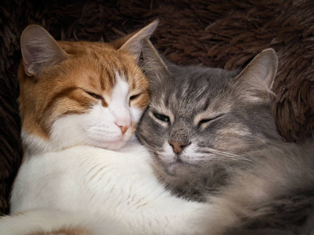 istock Cute cat under the warm fur blanket 693328220