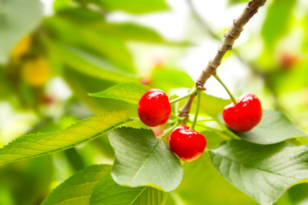 istock Close-up of Ripening Cherries On Tree 693328976
