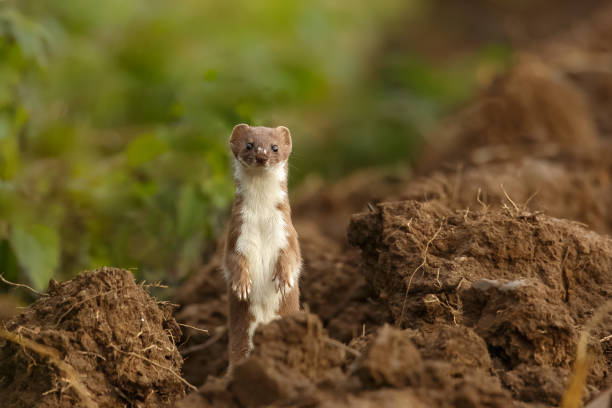 Weasel standing alert stock photo