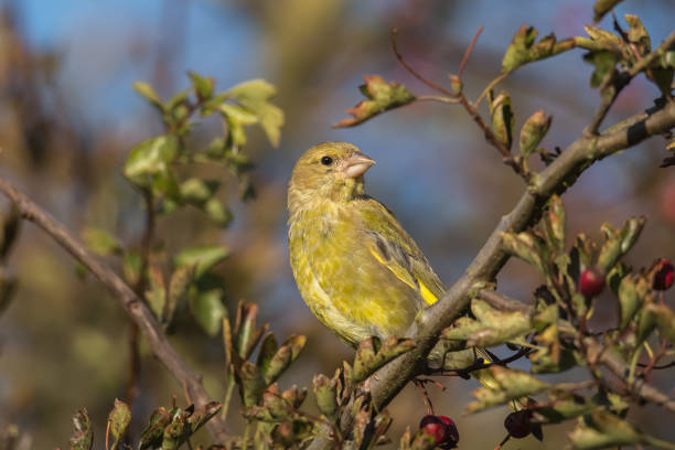 A young Greenfinch in a Hawthorn bush stock photo