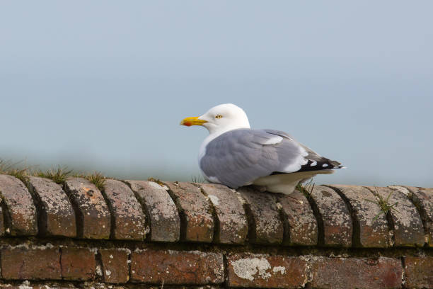 istock Adult Herring Gull resting on a wall 693329286